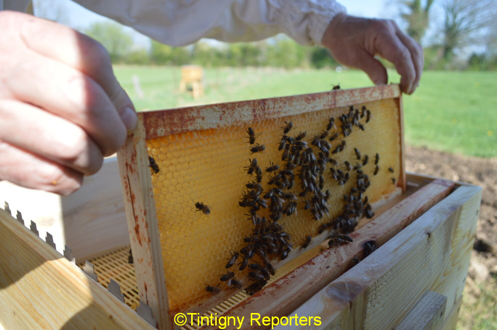 abeilles Tintigny