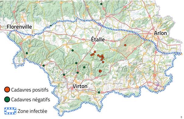 la Peste Porcine Africaine : L’espace positif est désormais élargit sur une zone comprenant Buzenol, Ethe, Lagland et St-Léger.